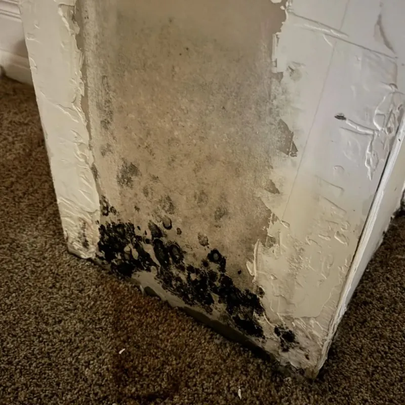Professional Mold Removal in Monroeville, OH